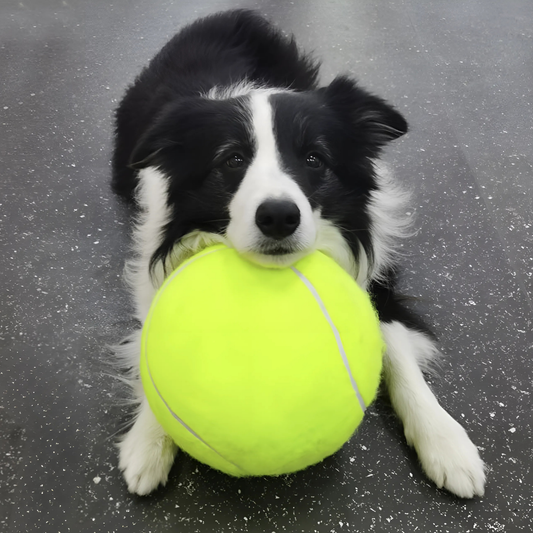 Jumbo Tennis Rubber Training Ball for Dogs